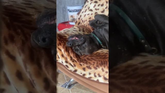 Трой 🤣🤣🤣🤣#tttt #cane #канекорсо #canecorso #canecorsoitaliano #канекорсоитальяно смотреть онлайн