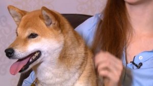 За нами хвост. Как ухаживать за собаками Сиба-ину.