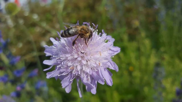 Relaxing music Ambient Bright_Chords of Harmony смотреть онлайн