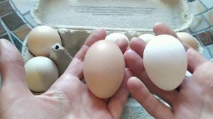 Порода кур Леггорн Долматинец, стоит ли заводить? Мнение после года содержания.