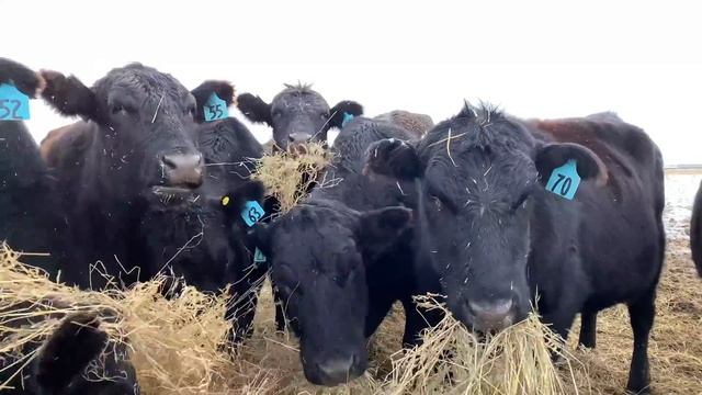 COWS DANCE to the GIT UP! смотреть онлайн