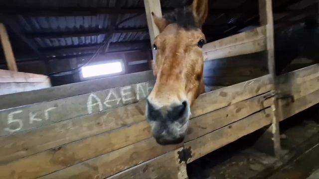 Приют Пегас ТАКОГО Я НЕ ВИДЕЛ