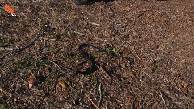 Snake Bite to the FACE! смотреть онлайн