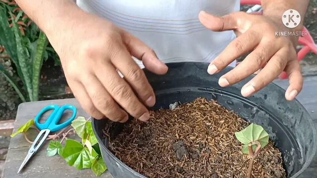 CARA STEK DAUN SIRIH || Yang Merambat Kemana mana #papagen #stek #daun sirih #stekdaunsirih смотреть онлайн