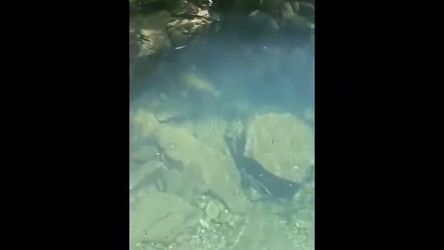 Конные прогулки в Сочи Дагомысе недорого смотреть онлайн