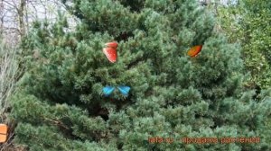 Сосна обыкновенная Ватерери (pinus sylvestris watereri) ? обзор: как сажать, саженцы сосны Ватерери