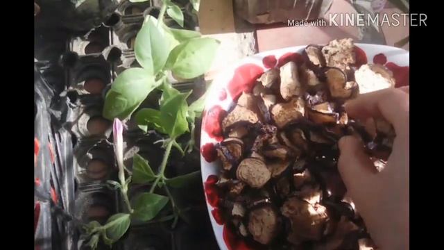 СУШИМ БАКЛАЖАНЫ,их Зел.чашечки и кожуру!Вы удивитесь... смотреть онлайн