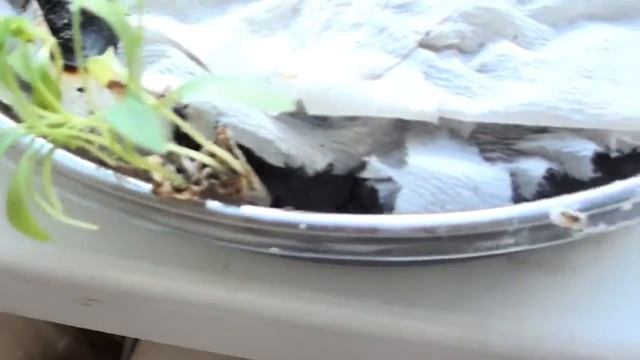 Выращиваю зелень кинзу на подоконнике смотреть онлайн