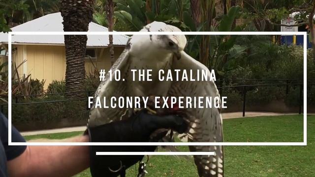 The 22 (!!!) BEST Things To Do In Catalina Island смотреть онлайн