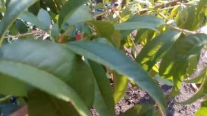 персик Кондор