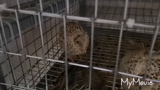 Рождение перепелиной фермы в Белоострове смотреть онлайн