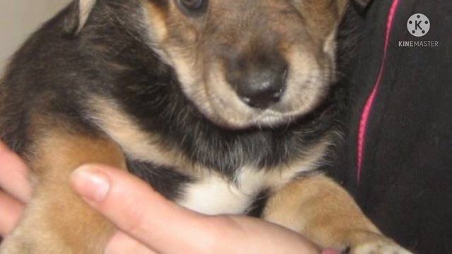 Щенок сидел в приюте в полном одиночестве, к нему не подходил никто смотреть онлайн