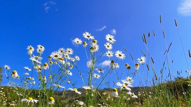 Красивая музыка на гитаре и щебет птиц для отдыха, сна. Музыка для медитации. смотреть онлайн