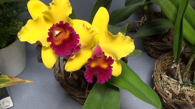 Cattleya, Rhyncholaeliocattleya Toshie's Magic