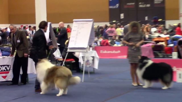 IHА Wels Doppel CACIB II, 2015 Collie Rough смотреть онлайн