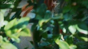 № 37 - Olmazsan Olmaz