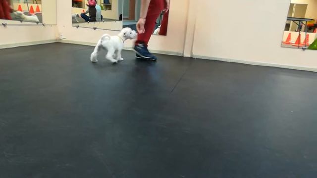 СИРИУС ШАЙН Жоинвили смотреть онлайн