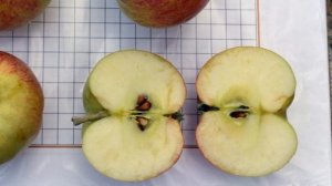 Сорт яблони Конфетное