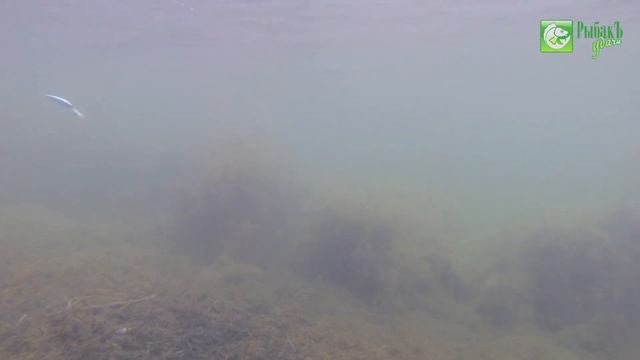 Обзор воблера Tsuyoki Grenader 110F подводные съемки смотреть онлайн