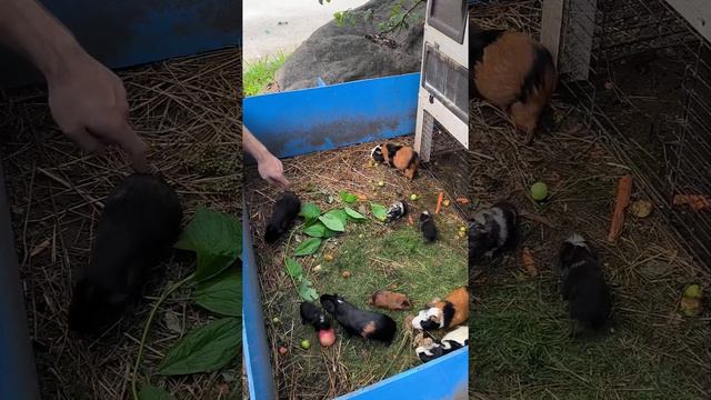 Зоопарк на Калужском шоссе (Планета Обезьян) смотреть онлайн