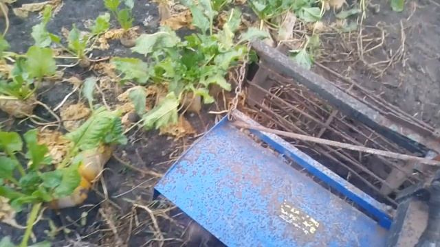 Фрезую Скаутом Т-18 після викопки картоплі. смотреть онлайн