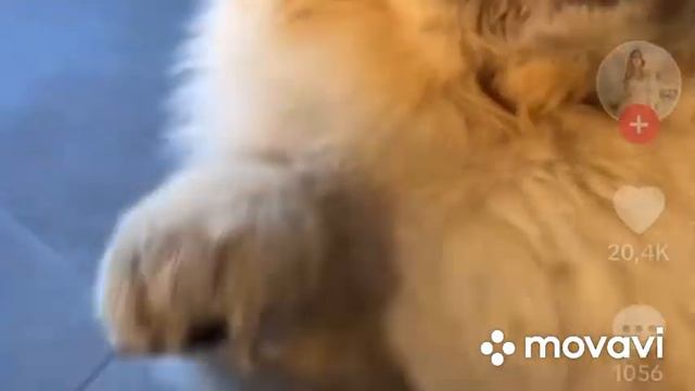 Гастротур: Паприкаш із сома: рецепт/ ЧЕРКАСЬКИЙ БОРЩ З ПАМПУШКАМИ ТА ЧАСНИКОМ/ Свинина,капустняк-су смотреть онлайн