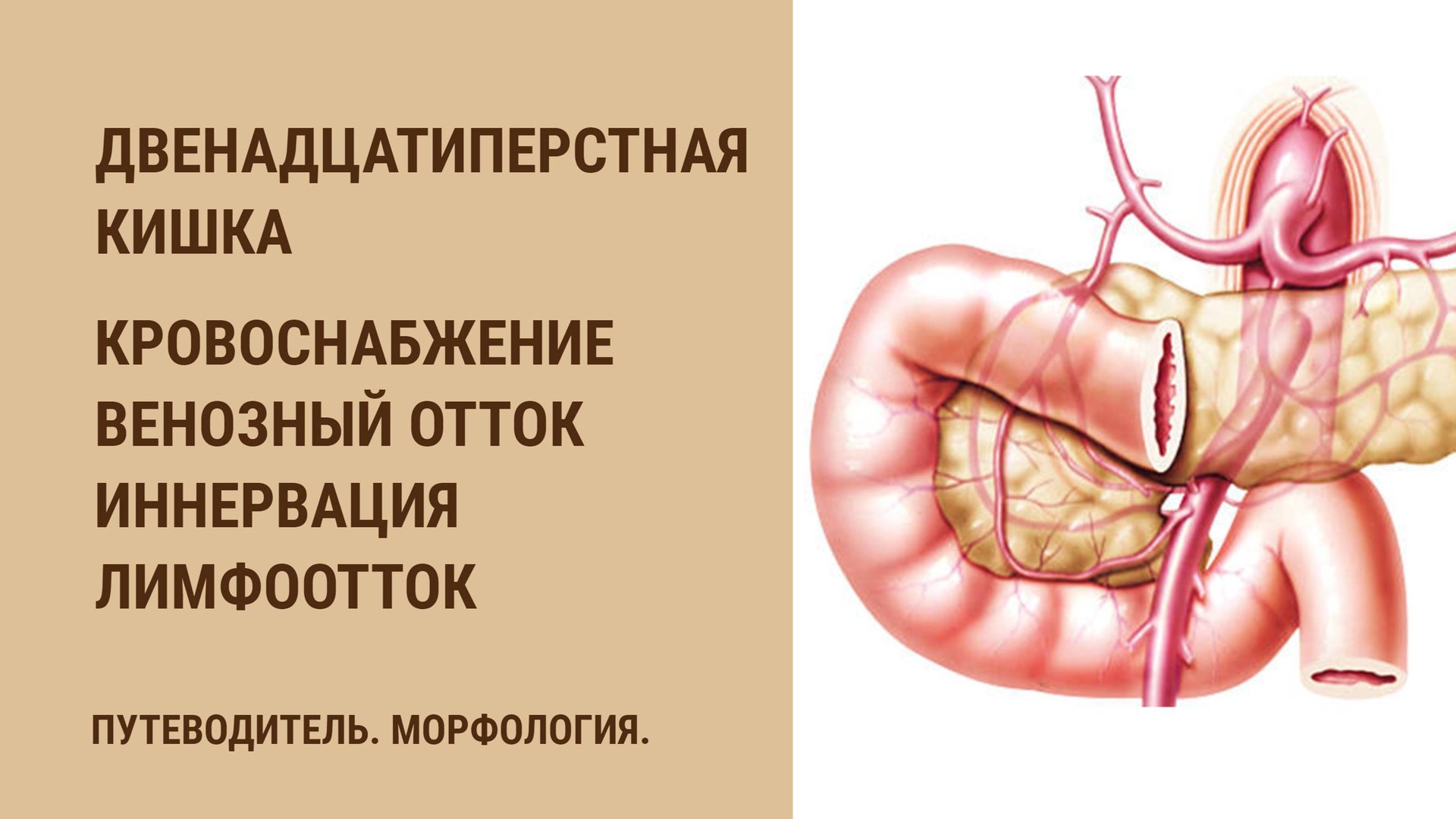 Двенадцатиперстная кишка. Кровоснабжение. Венозный отток. Иннервация. Лимфоотток смотреть онлайн
