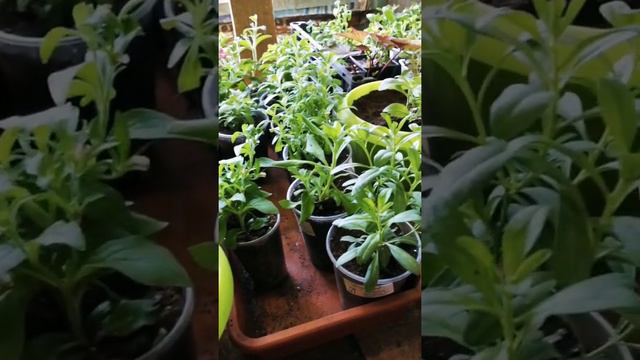 Сохранение вегетативной рассады смотреть онлайн