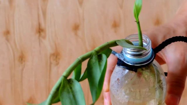 ➍Orchid in full water culture-hydroponic【Dendrobium aphyllum】 смотреть онлайн