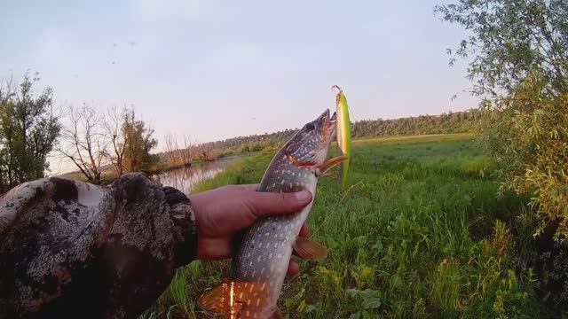 ВСЯ ЩУКА СТОИТ ПОД БЕРЕГОМ утренняя рыбалка со спиннингом на воблеры смотреть онлайн