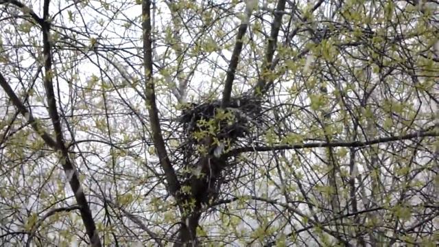 Серая ворона на гнезде, снегопад в Питере смотреть онлайн