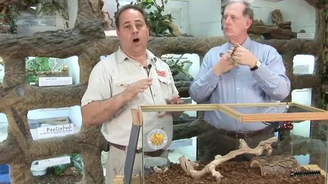 Prehistoric Pets + Reptiles Magazine: Reticulated Python Care смотреть онлайн