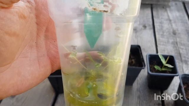 Размножение ивы Хакуро Нишики черенками в воде