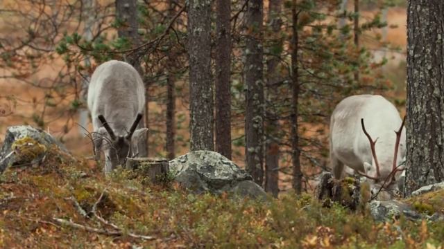 Приключение Олененка / Deer's Adventure | HD |