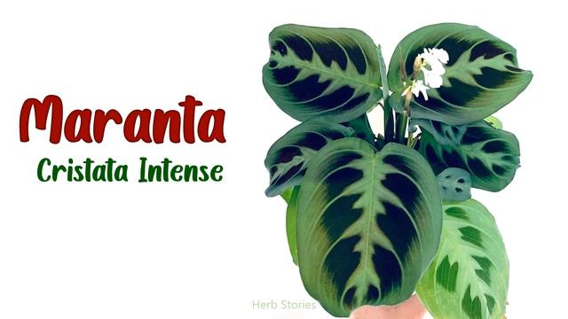 23 MARANTA VARIETIES | ALL ABOUT MARANTA | PRAYER PLANTS | HERB STORIES