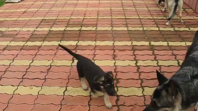 Щенки восточно-европейской овчарки из питомника Валентлайф - щенкам 55 дней - 26.08.2021 смотреть онлайн