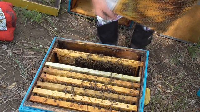 Третий корпус на пчелопакеты пора расширять к цветению подсолнечника. смотреть онлайн