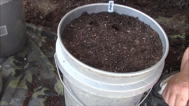 Growing Squash In Buckets | Container Gardening смотреть онлайн