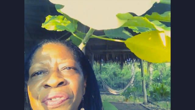 BRUGMANSIA ANGEL TRUMPET