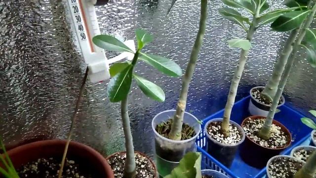 Обрезка годовалый Адениумов. И что из этого вышло. смотреть онлайн