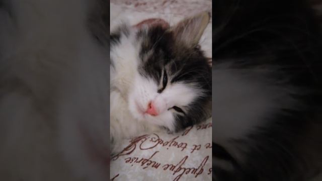 Соня спать ложится)