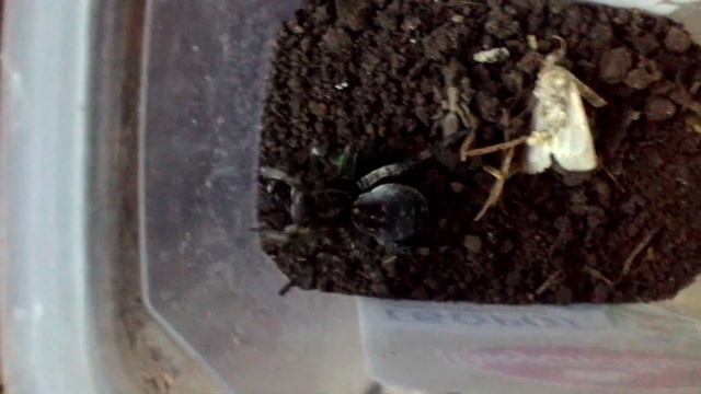 Черная вдова против тарантула смотреть онлайн