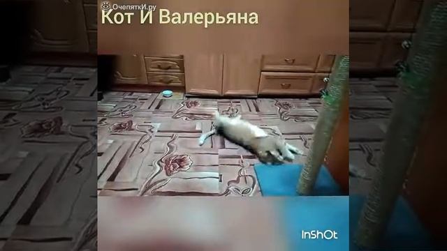 Что будит есле кота обрызгать валерьянкой. смотреть онлайн