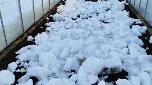 Рассада перцев, томатов у моей мамы. Продолжаем готовить теплицу.