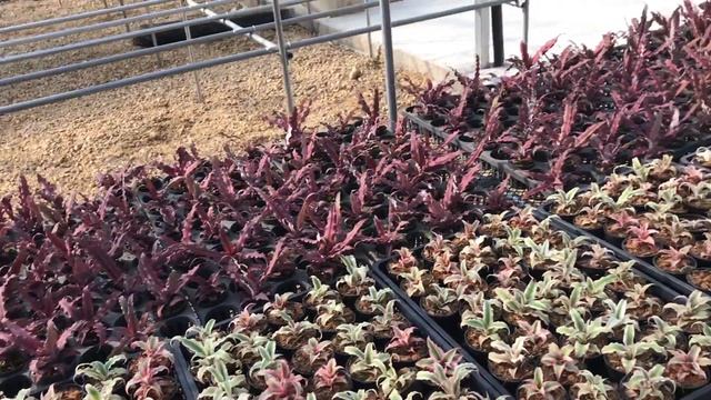 Cryptanthus cv. Ruby Star & Pink Starlight смотреть онлайн