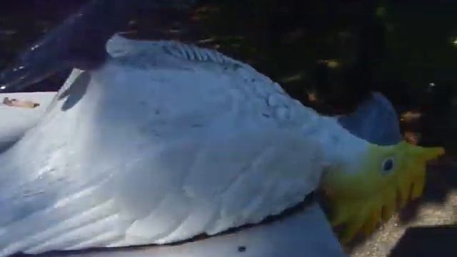 Dead Parrot on a plynth Monty Python eat your heart out смотреть онлайн