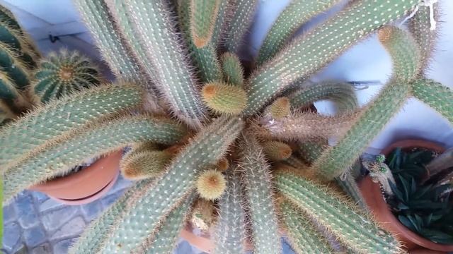 УРА зацвел КЛЕЙСТОКАКТУС!! смотреть онлайн