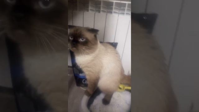 Кот какает в лопату и подбрасывает какашки ржака смотреть онлайн