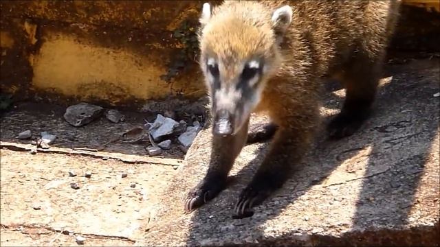 Животные Южной Америки: носуха или коати ( coati ). Странные животные мира. смотреть онлайн
