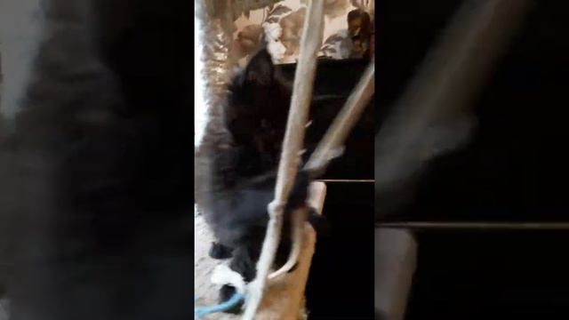Свободные котята гигантской породы кошек Мейн кун смотреть онлайн
